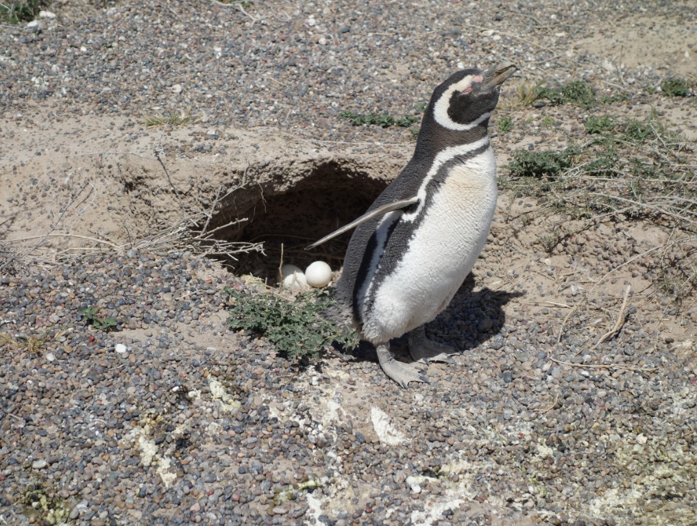 pingouin argentine