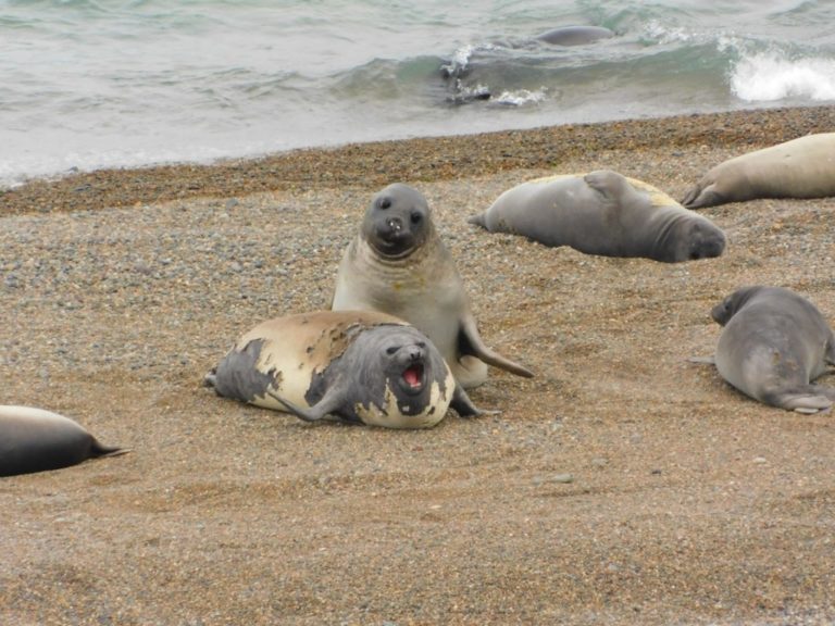 sea lions fighting