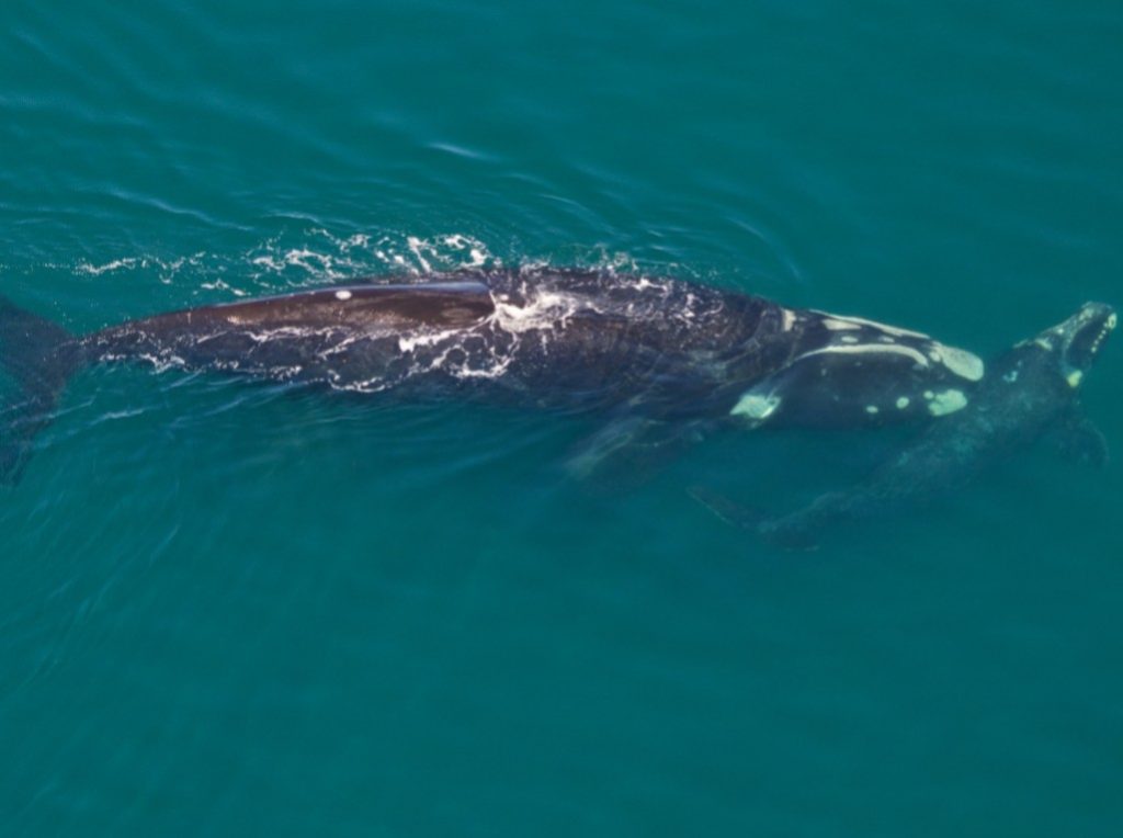 baleine australe valdes